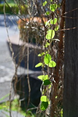 Translucent heart-shaped green leaves on climbing vine attached to rough brown trunk with dried twigs, illuminated by natural backlight in soft-focused setting.