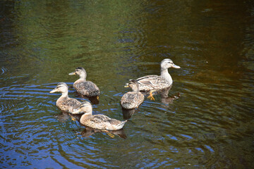 A family of ducks on the pond in summer, Québec, Canada
