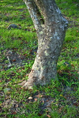 Close-up low angle view of gray-brown tree trunk with cracked bark and light patches standing on green grass with dried fallen leaves in sunlight.