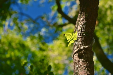 Cluster of bright green new leaves sprouting from dark textured tree bark with climbing vine...