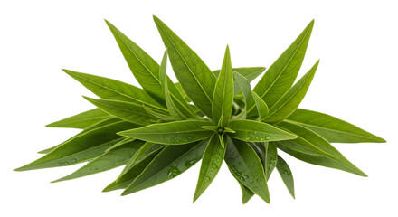 Verdant Beauty A Stunning Plant with Lush Green Leaves on Black Nature Freshness Growth Detail Isolated Botanical Close