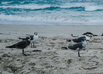  Seagull on the Beach
