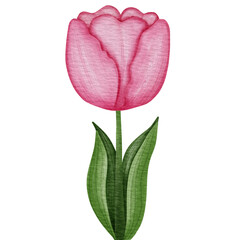pink tulip isolated on white