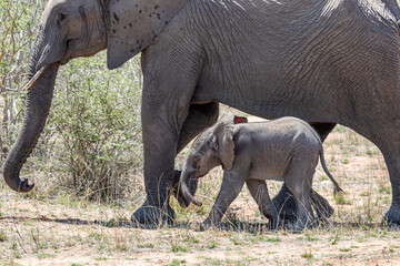 South Africa, Kruger National Park, African Elephant (Loxodonta africana)