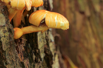 Close-up of orange-yellow mushrooms growing on tree bark, highlighting forest decay, texture, and natural life cycles