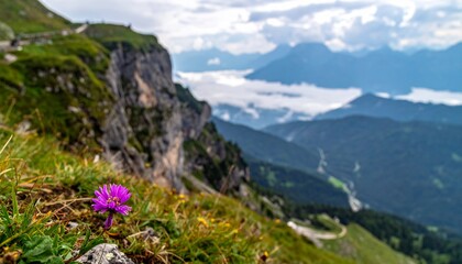 高嶺の花の写真