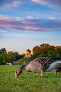 Englischer Garten in M&uuml;nchen mit Blick auf den Monopteros