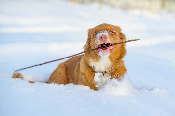 nova Scotia retriever dog in action in wintertime