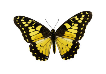 Isolated insect with colorful wings in flight, close-up shot, no background and full body