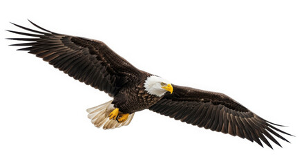 Fototapeta premium Majestic bald eagle soaring with powerful wings spread wide against a white background