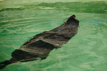 Aquatic view of a sea lion floating on the surface of green pool water in a zoo enclosure