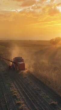 Drone shot of combine harvester revolving reel harvesting soybean crops in cultivated agricultural field at sunset, beautiful autumn landscape and big tree in a field