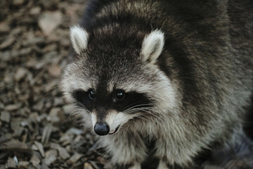 Close-up portrait of a raccoon with black facial mask and bright eyes, curious animal in the zoo