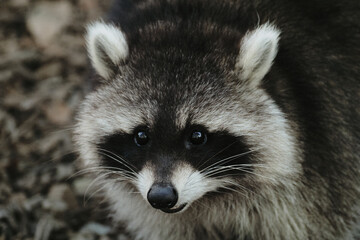 Close-up portrait of a raccoon with black facial mask and bright eyes, curious animal in the zoo