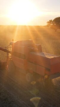 Drone shot of combine harvester revolving reel harvesting soybean crops in cultivated agricultural field at sunset, beautiful autumn landscape and big tree in a field