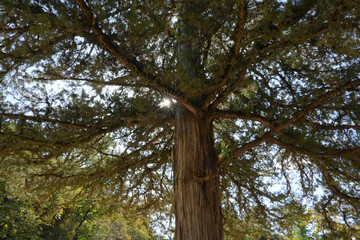 Sunlight Through the Ancient Cedar Tree