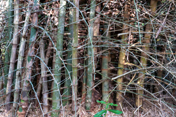 A bunch of dead branches and twigs are piled up in a forest