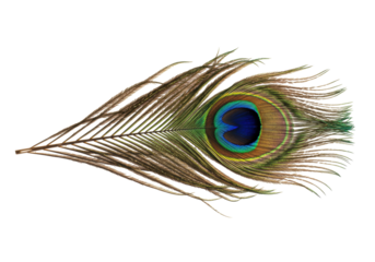 Isolated peacock feather with vibrant blue eye detail and delicate brown plumes extending out