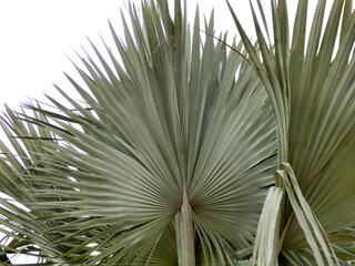 Fan shaped leaves of a Bismark Palm found on the Island of Madeira, Portugal
