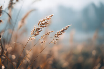 Obraz premium Whispering Reeds: Softly lit, the delicate seed heads of reeds sway gently, evoking a sense of calm and natural beauty within a muted landscape. 
