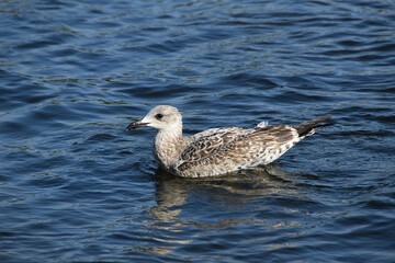 A young black-backed gull is swimming in water in sunny day.
