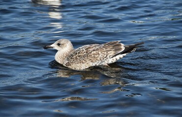 A young black-backed gull is swimming in water in sunny day.