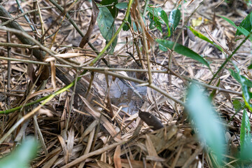 A spider web is seen in the dirt, with a spider sitting in the middle of it