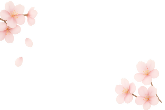 Delicate cherry blossom petals floating softly along the side with transparent background and clean white frame.

