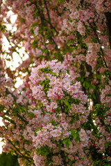 Flowers and Trees
