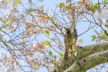 桜の花と新緑の枝に止まる野鳥のヒヨドリと青空