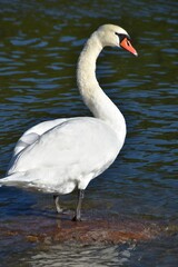 A mute swan is standing on a stone in water in sunny day. It looks like the bird is posing to the camera.