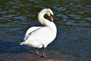 A mute swan is standing on a stone in water in sunny day. It looks like the bird is posing to the camera.