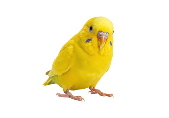 Isolated budgerigar perched on a branch with bright yellow plumage and curious expression