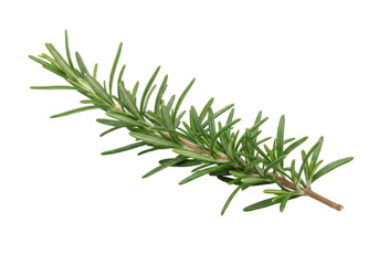 Isolated culinary rosemary sprig aromatic herb garden ingredient flavorful seasoning