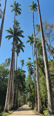 Obraz premium The imposing imperial palms of the Rio de Janeiro Botanical Garden enchant visitors with their tropical elegance and centuries-old history.