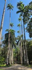 The imposing imperial palms of the Rio de Janeiro Botanical Garden enchant visitors with their...