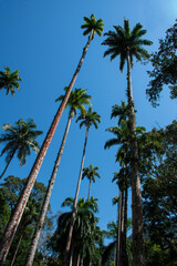 The imposing imperial palms of the Rio de Janeiro Botanical Garden enchant visitors with their...
