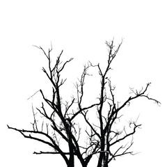 Silhouette of bare tree with branches isolated on white. Black and white vector illustration
