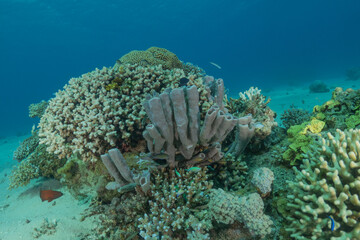 Coral reef and water plants in the Red Sea, Eilat Israel
