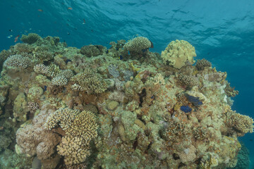 Coral reef and water plants in the Red Sea, Eilat Israel
