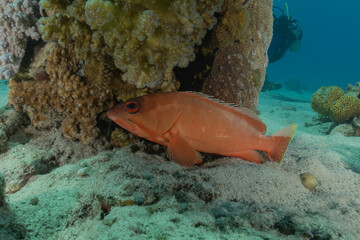 Fish swimming in the Red Sea, colorful fish, Eilat, Israel
