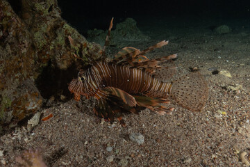 Lionfish (Pterois miles) in the Red Sea, colorful fish, Eilat, Israel
