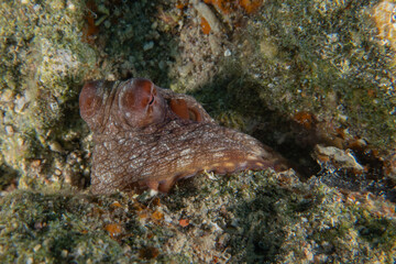Octopus king of camouflage in the Red Sea, Eilat Israel 
