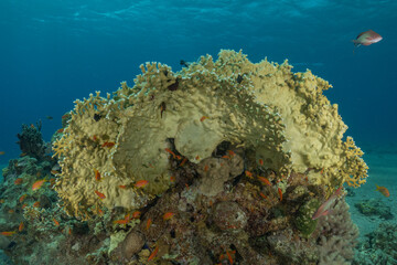 Coral reef and water plants in the Red Sea, Eilat Israel
