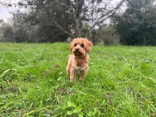 Fototapeta premium Adorable Small Dog Outdoors on Green Grass - Nature Walk Moment