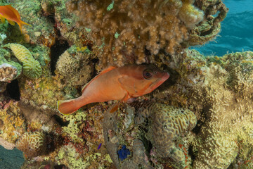Fish swimming in the Red Sea, colorful fish, Eilat, Israel
