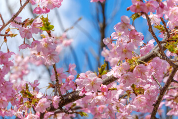 青空を背景に満開に咲くピンク色の美しい桜の花