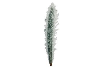 Conifer tree covered in frost and snow, isolated winter evergreen pine aerial view on transparent background