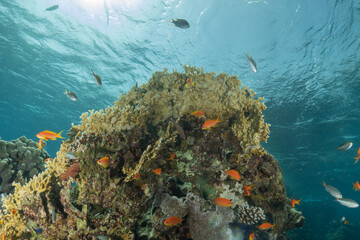 Coral reef and water plants in the Red Sea, Eilat Israel
