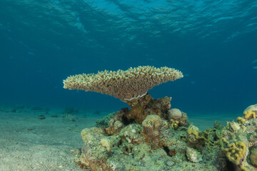 Coral reef and water plants in the Red Sea, Eilat Israel
